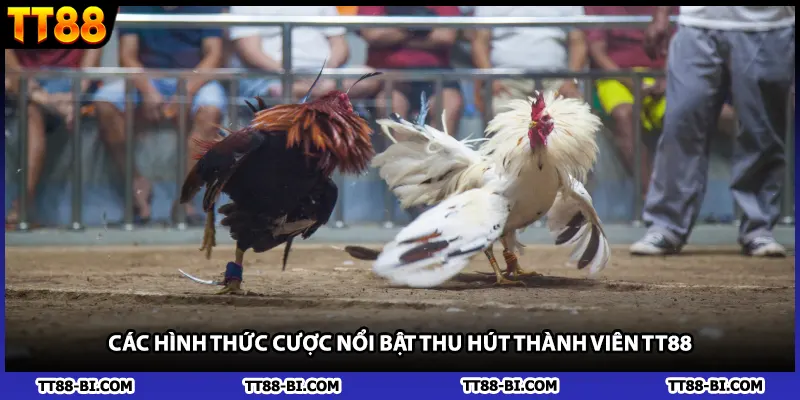 Các hình thức cược nổi bật thu hút thành viên TT88