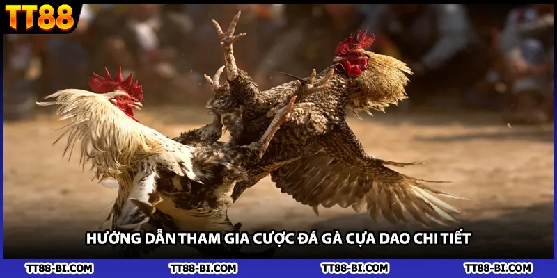 Hướng dẫn tham gia cược đá gà cựa dao chi tiết