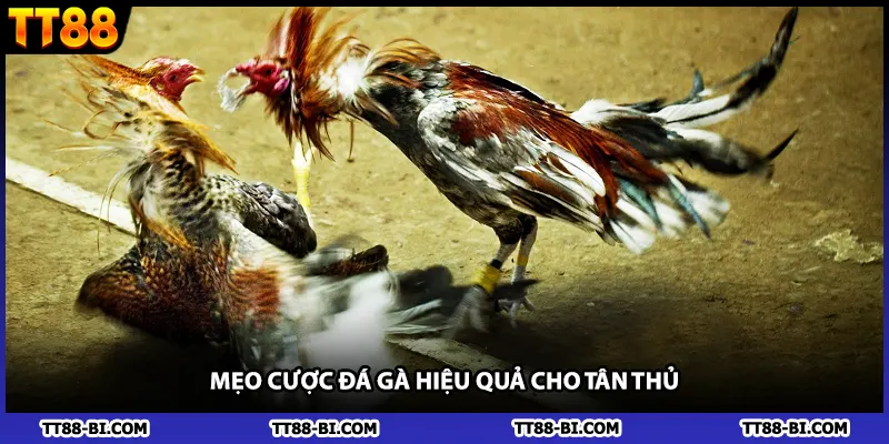 Mẹo cược đá gà hiệu quả cho tân thủ
